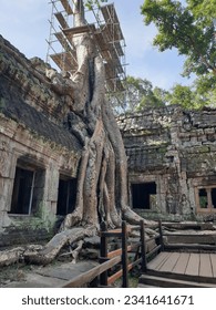 big roots covered the temple roof in angorwat Cambodia 