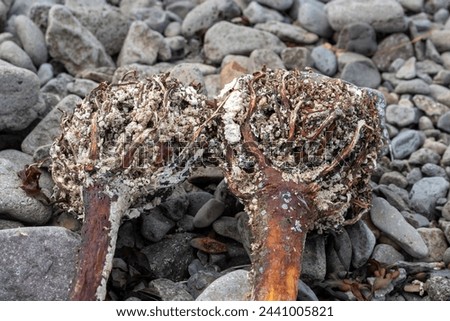 Big roots of a seaweed on the beach of Atlantic ocean. Pebbles in the background. Area of Westfjords, Isafjordur, Iceland.