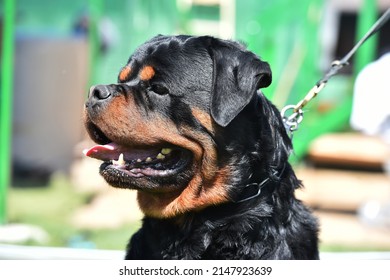 A Big Rottweiler Dog In The Field