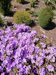 Big Round Blooming With Small Purple Flowers Rhododendron Impeditum Azurika On A Blurred Background Of Flowerbeds And Conifers In Spring