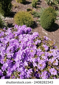 big round blooming with small purple flowers Rhododendron impeditum Azurika on a blurred background of flowerbeds and conifers in spring