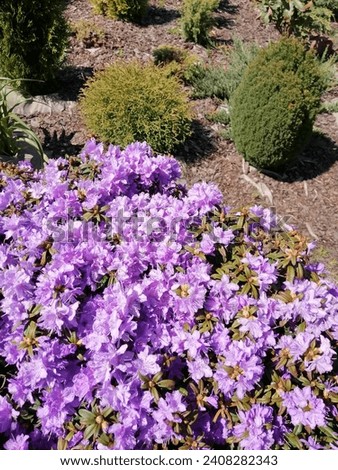 big round blooming with small purple flowers Rhododendron impeditum Azurika on a blurred background of flowerbeds and conifers in spring