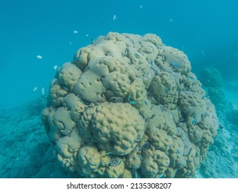 Big Round Coral With Fishes