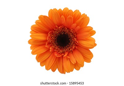 92,077 Bush with orange flowers Images, Stock Photos & Vectors ...