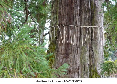 Big Sacred Tree In Japan