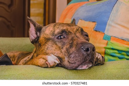 Big Sad Dog Lying With Her Head On The Arm Of The Chair