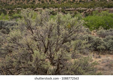 Big Sagebrush Is At Home In The Southwestern Desert