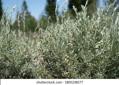 Big Sagebrush In The Sunshine. Taken In Grand Teton National Park Wyoming