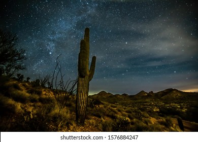 big Saguaro cactus in the desert at night