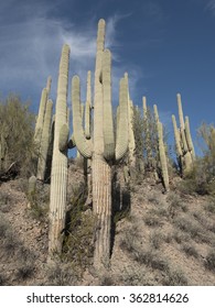 Big Saguaros Cactus Field
