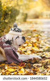 Big Saint Bernard Dog In Hat Lying On Autumn Leaves. Side View