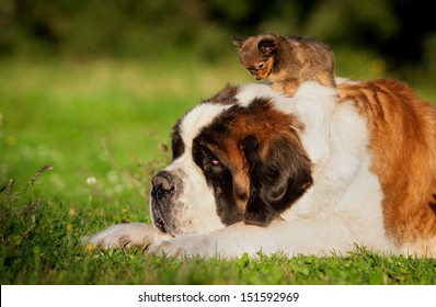 Big saint bernard dog with little toy terrier puppy