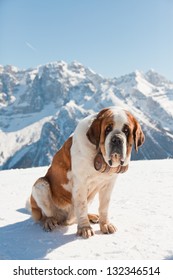 Big Saint Bernard Dog In Snow Mountain Landscape.