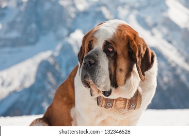 Big Saint Bernard Dog In Snow Mountain Landscape.