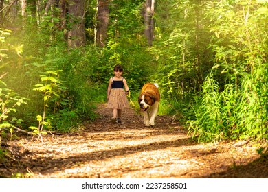 Big Saint Bernard dog walking on a leash near her owner a little girl surrounded by nature.