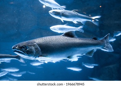 A big salmon in aquarium, Yokohama.