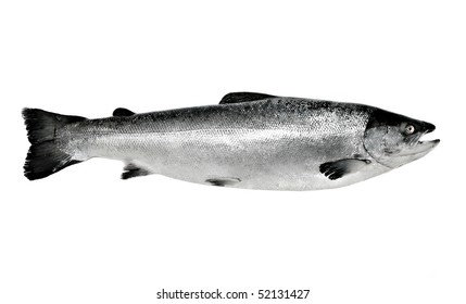 Big Salmon Fish Isolated On White Background