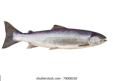 Big Salmon On White Background