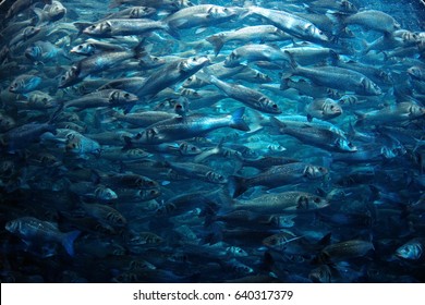 Big School Of Fish