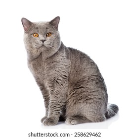 Big Scottish Cat Looking At Camera. Isolated On White Background