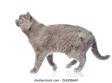 Big Scottish Cat Walking. Isolated On White Background