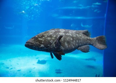 Big Sea Bass Swimming