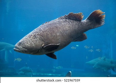 Big Sea Bass Swimming In Ocean