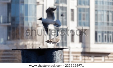 big sea bird in the city. a white bird. cormorant. wildlife and the city.