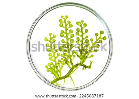 big sea grapes seaweed (Caulerpa racemosa) in culture dish on white. develop and research marine food.