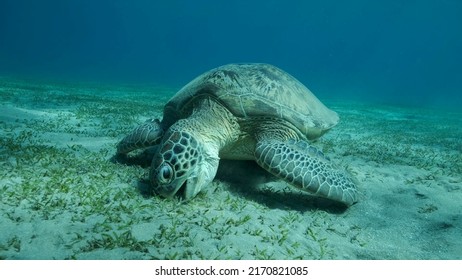 266 Green seagrass turtle eating Images, Stock Photos & Vectors ...