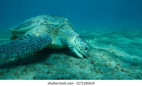 266 Green seagrass turtle eating Images, Stock Photos & Vectors ...