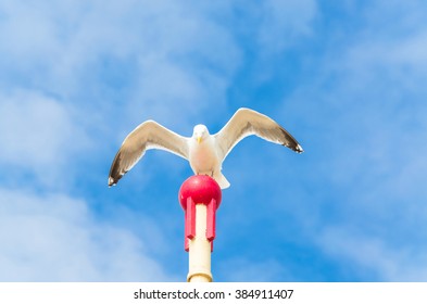 Big Seagull Sitting On A Wooden Post And Flaps Its Wings.