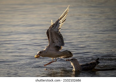 Big Seagulls Flying Over The Sea In Search Of Food