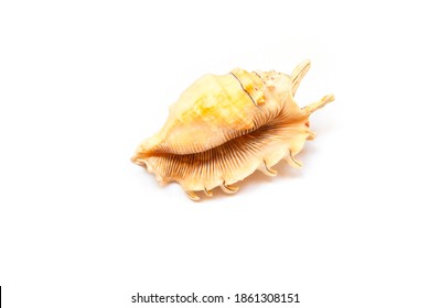 Big seashell on white background. Conch large sea shell