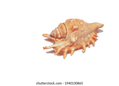 Big seashell on white background. Conch large sea shell