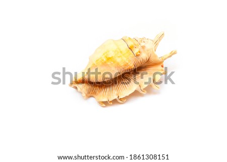 Big seashell on white background. Conch large sea shell