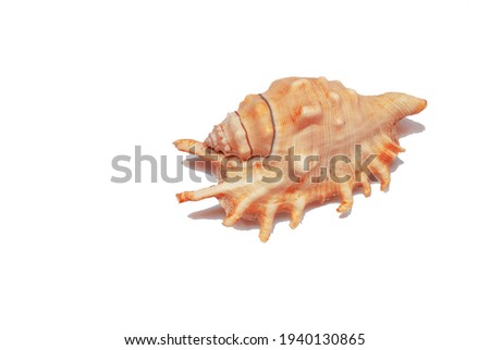 Big seashell on white background. Conch large sea shell