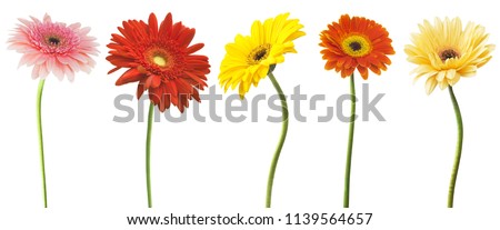 Big Selection of Colorful Gerbera flower (Gerbera jamesonii) Isolated on White Background. Various red,  yellow, orange, pink