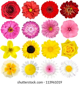 Big Selection of Various Flowers Isolated on White Background. Red, Pink, Yellow, White Colors including rose, dahlia, marigold, zinnia, straw flower, sunflower, daisy, primrose and other wildflowers - Shutterstock ID 113961019