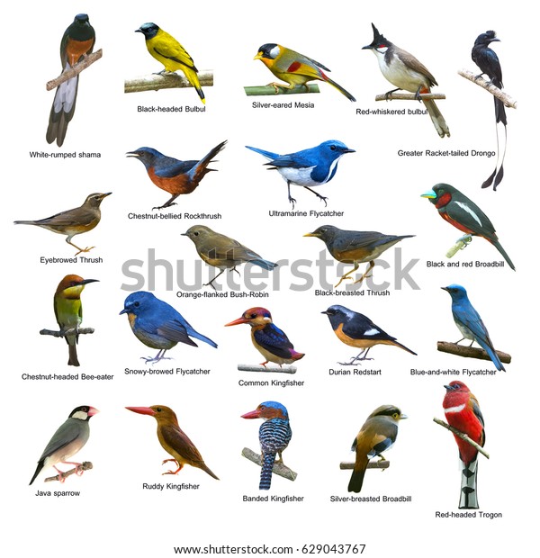 Gran Conjunto De Aves Hermosas Aisladas Foto De Stock Editar Ahora 629043767