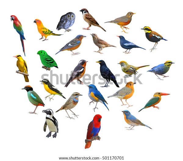 Big Set Birds Thailand Stock Photo (Edit Now) 501170701