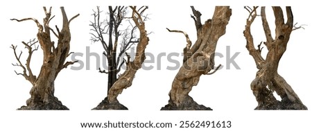 Big set of dead tree with dry trunk and branches, beautiful natural Image, Isolated on white background with clipping path.