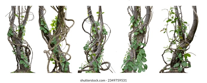 Big set Forest tree trunks with climbing vines twisted liana plant and green leaves  isolated on white background, clipping path included.