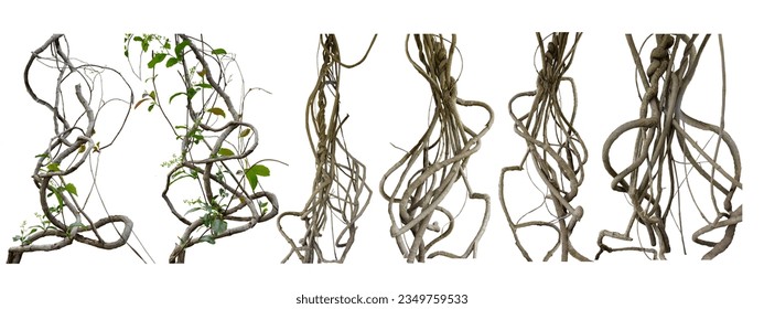 Big set Forest tree trunks with climbing vines twisted liana plant and green leaves  isolated on white background, clipping path included.
