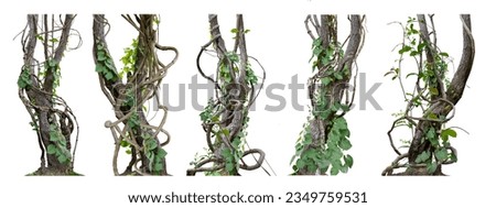 Big set Forest tree trunks with climbing vines twisted liana plant and green leaves  isolated on white background, clipping path included.