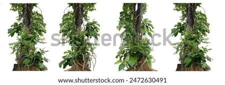 Big set forest tree trunks with climbing vines twisted liana plant and green leaves  isolated on white background, clipping path included.