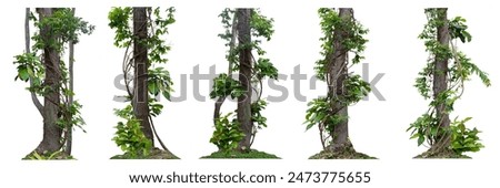 Big set forest tree trunks with climbing vines twisted liana plant and green leaves  isolated on white background, clipping path included.