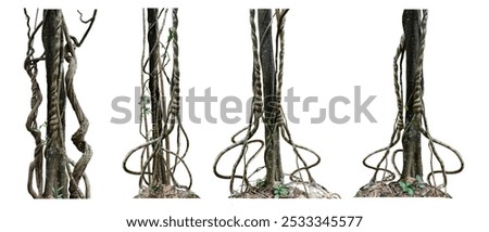 Big set Forest tree trunks with climbing vines twisted liana plant and green leaves  isolated on white background, clipping path included.
