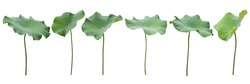 Big Set Fresh Of Green Lotus Leaf Isolated On White Background With Clipping Paths.