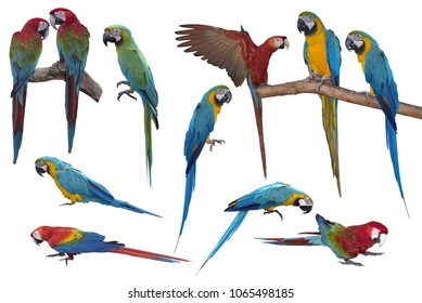 Beautiful Flying Bird Set Cartoon Exotic Stock Vector (Royalty Free ...